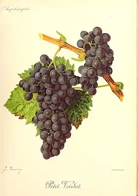 Petit verdot