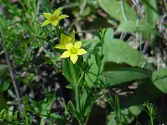 Petite-centaurée maritimeCentaurium maritimum