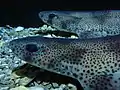 Petite roussette (Scyliorhinus canicula) née dans les aquariums de Mareis.