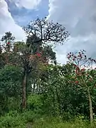 Petits arbres sur l'île Idjwi