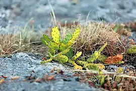 Opuntia humifusa dans la garrigue