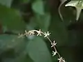 Détail des fleurs de Petiveria alliacea à Thane (Inde).