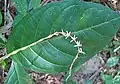 Inflorescence et feuille de Petiveria alliacea au Nicaragua.