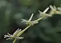 Détail des fleurs de Petiveria alliacea.