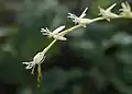 Détail des fleurs de Petiveria alliacea.