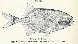 Petrocephalus balayi