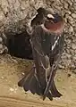 Hirondelle à front blanc à son nid sur un bâtiment de la Petite-Ferme