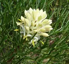 Fleurs de Petrophile pulchella