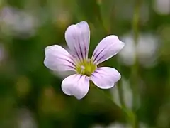 Description de l'image Petrorhagia saxifraga.jpg.