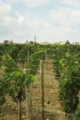 La photographie couleur montre des ceps de vigne palissés sur fil de fer et terrain sablonneux. En arrière-plan, un clocher un peu flou laisse deviner un village.