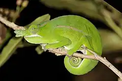 Description de l'image Petter's chameleon (Furcifer petteri) male Montagne d’Ambre.jpg.