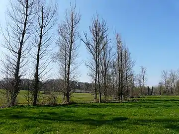 La vallée de la Peychay au lieu-dit les Peyronnets, entre Saint-Méard-de-Drône (au premier plan) et Ribérac (au-delà des peupliers).