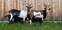 chèvre et bouc