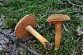 Boletus piperatus,pied massue et saveur poivrée