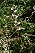 Pyrola rotundifolia.