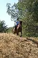 Pratique en loisir avec un poney français de selle.