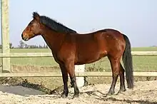 Poney français de selle, principale race de poney.