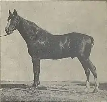 photographie noir et blanc d'un cheval vu de profil.