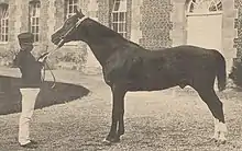 Photographie de profil d'un cheval tenu en main par un homme.