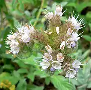 Phacelia argentea