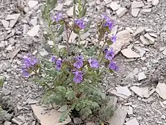 Description de l'image Phacelia argillacea.jpg.