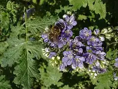 Description de l'image Phacelia_congesta.jpg.