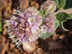 Phacelia californica