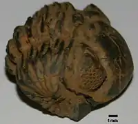 Phacops rana (en), un trilobite du Dévonien.