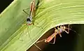 Phaenacantha australiae, seule Colobathristidae australienne