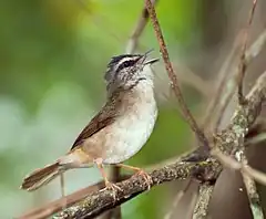 Description de l'image Phaeothlypis rivularis -Vale do Ribeira, Registro, Sao Paulo, Brasil-8.jpg.