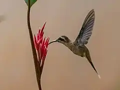 Description de l'image Phaethornis nattereri Cinnamon-throated Hermit; Chapada dos Guimarães, Mato Grosso, Brazil.jpg.