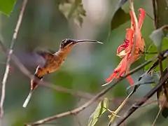 Description de l'image Phaethornis philippii Needle-billed Hermit; Porto Velho, Rondônia, Brazil.jpg.