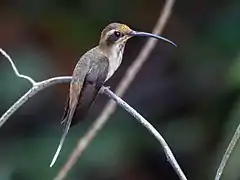 Description de l'image Phaethornis rupununi - Streak-throated hermit; Anavilhanas islands, Novo Airão, Amazonas, Brazil.jpg.