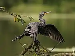 Cormoran, les ailes déployées et posé sur une branche