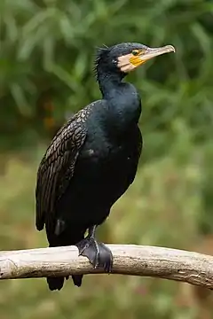 Grand Cormoran