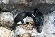 Un nid de cormorans de Magellan (Phalacrocorax magellanicus)