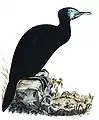 Phalacrocorax penecillatus, un cormoran de Brandt