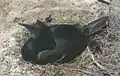 Un Cormoran de Brandt nichant dans Île Alcatraz