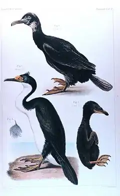 Phalacrocorax verrucosus aux Kerguelen, espèce découverte par l'expédition