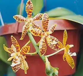Image illustrative de l’article Phalaenopsis 'Mambo'