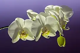 Phalaenopsis Cultivar. Mars 2019.