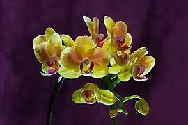 Autre Phalaenopsis Cultivar. Juin 2020.