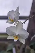 Phalaenopsis amabilis