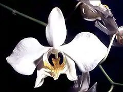 Description de l'image Phalaenopsis amabilis Orchi 03.jpg.