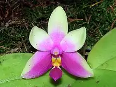 Description de l'image Phalaenopsis bellina Orchi 02.jpg.