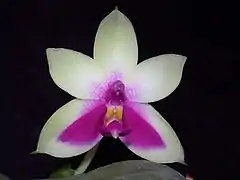 Phalaenopsis bellina