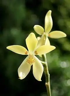 Description de l'image Phalaenopsis cochlearis-Orchi 2012-06-23 007.jpg.