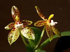 Description de l'image Phalaenopsis cornu cervi Orchi 357.jpg.