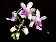 Description de l'image Phalaenopsis deliciosa Orchi 644.jpg.