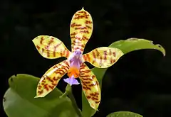 Description de l'image Phalaenopsis fasciata Orchi 004.jpg.